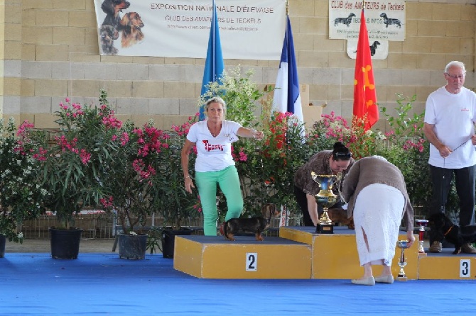 Du domaine de la madrague - MEILLEUR PUPPY POIL DUR A LA NATIONALE 