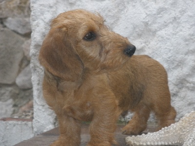 Du domaine de la madrague - nouveau petit ANDALOU au DOMAINE DE LA MADRAGUE